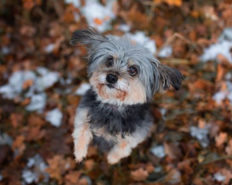 Hunde Fotoshooting